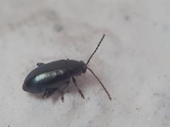 Phyllotreta nigripes