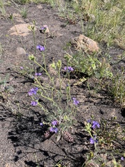 Gilia nevinii
