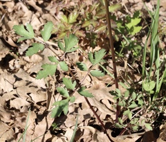 Tauschia kelloggii
