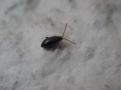 Phyllotreta nigripes