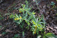 Lithospermum californicum