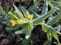 Lithospermum californicum