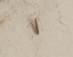 Heteroptera