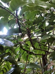 Heptapleurum actinophyllum