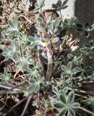 Lupinus huachucanus
