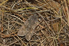 Lithophane furcifera