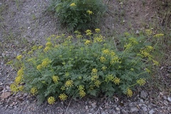 Cymopterus terebinthinus californicus