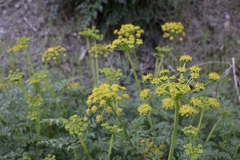 Cymopterus terebinthinus californicus