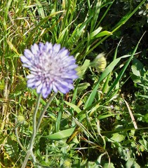 Knautia integrifolia