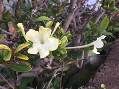 Brunfelsia americana