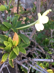 Brunfelsia americana