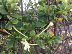 Brunfelsia americana