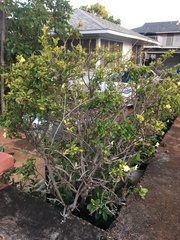 Brunfelsia americana