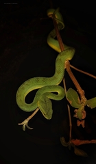 Craspedocephalus gramineus