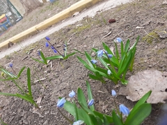 Scilla siberica