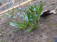 Scilla siberica