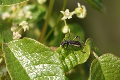 Callimoxys fuscipennis