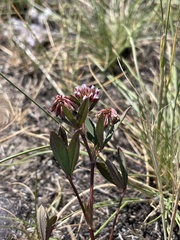 Trifolium palmeri