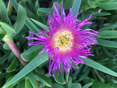 Carpobrotus aequilaterus
