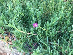 Carpobrotus aequilaterus