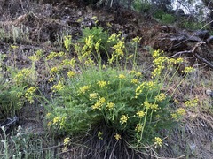 Cymopterus terebinthinus californicus