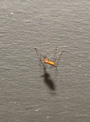 Coquillettidia xanthogaster