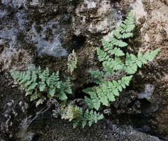 Myriopteris cooperae