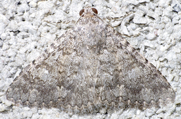 Matigramma inopinata