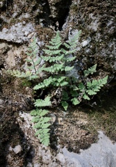 Myriopteris cooperae