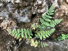 Myriopteris cooperae