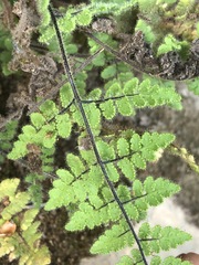 Myriopteris cooperae