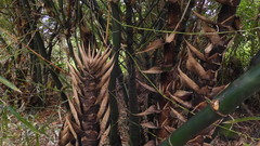 Bambusa tuldoides