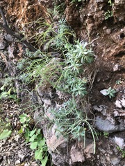 Boechera breweri shastaensis