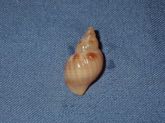 Image of Merica undulata