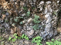 Boechera breweri shastaensis