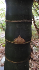 Bambusa tuldoides