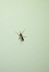 Coquillettidia xanthogaster