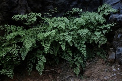Adiantum shastense