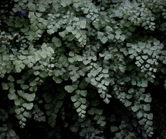 Adiantum shastense
