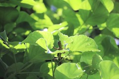 Diploderma swinhonis