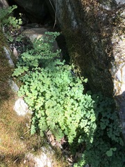 Adiantum shastense