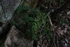 Adiantum shastense