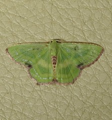 Metallochlora lineata