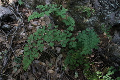Adiantum shastense