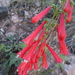 Penstemon eatonii exsertus - Photo (c) Ethan, some rights reserved (CC BY-NC), uploaded by Ethan