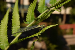 Paracercion calamorum