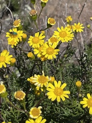 Senecio lyonii