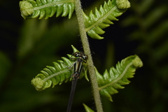 Paracercion calamorum