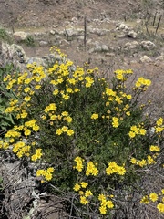 Senecio lyonii