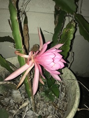Disocactus ackermannii